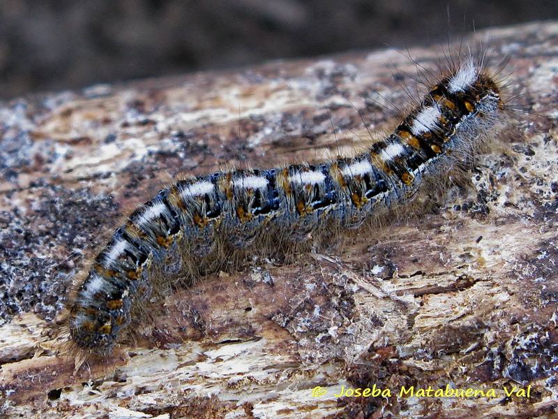 Bruco da id - Lasiocampa (Lasiocampa) quercus